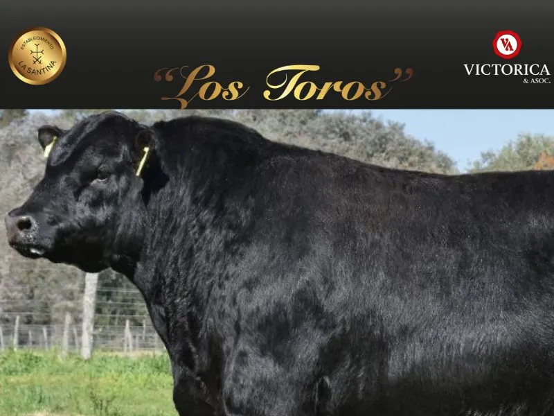 Remate Virtual La Santina: toros Aberdeen Angus de excelencia genética