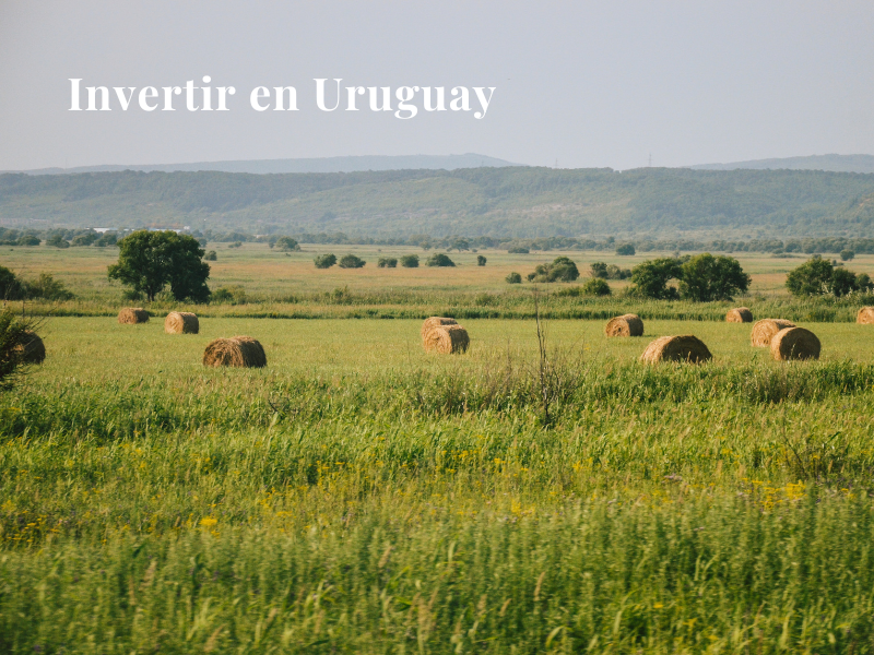 Por qué Uruguay continúa siendo un destino estratégico para invertir en tierras y negocios rurales