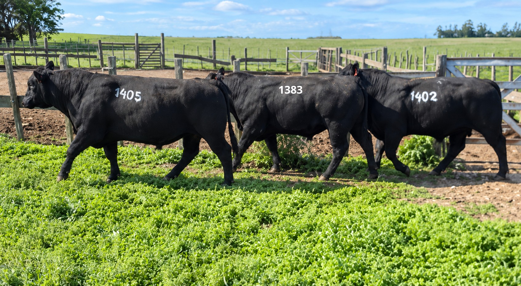 1383 1402 1405 PI – UTU LA CAROLINA – ABERDEEN ANGUS