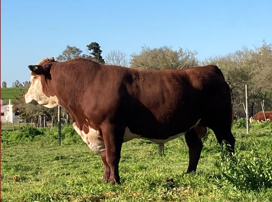 455 – DON CARLOS – HEREFORD