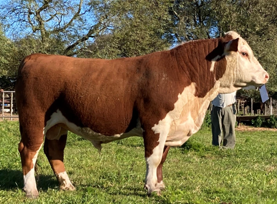 515 PPI – DON CARLOS – HEREFORD