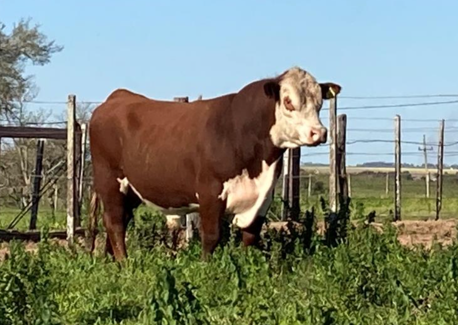 524 PPI – DON CARLOS – HEREFORD