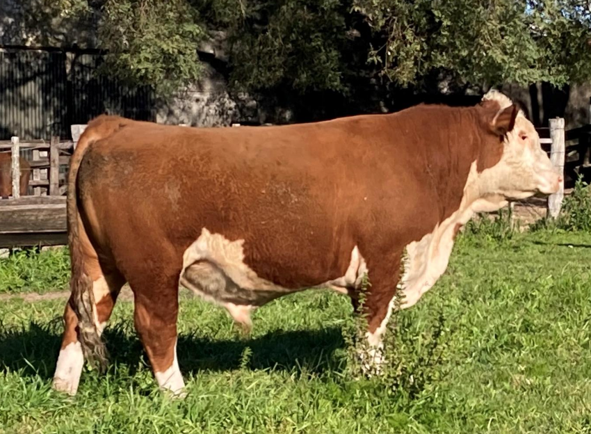 533 PPI – DON CARLOS – HEREFORD