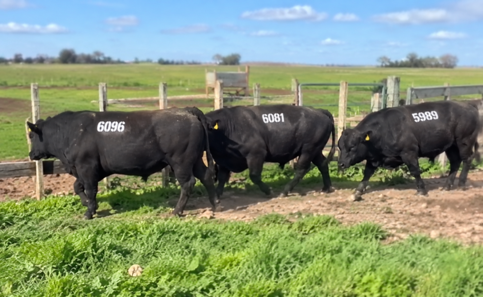 6276 6149 6105 SA – UTU LA CAROLINA – ABEERDEN ANGUS