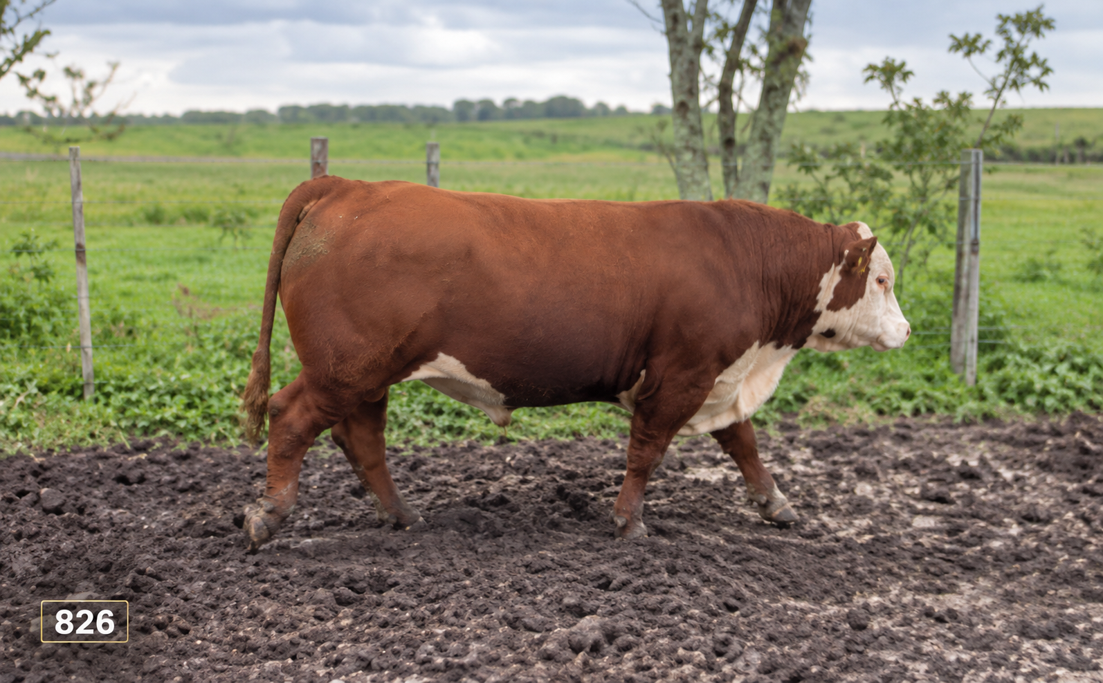 826 PI –  ATALIBA – HEREFORD