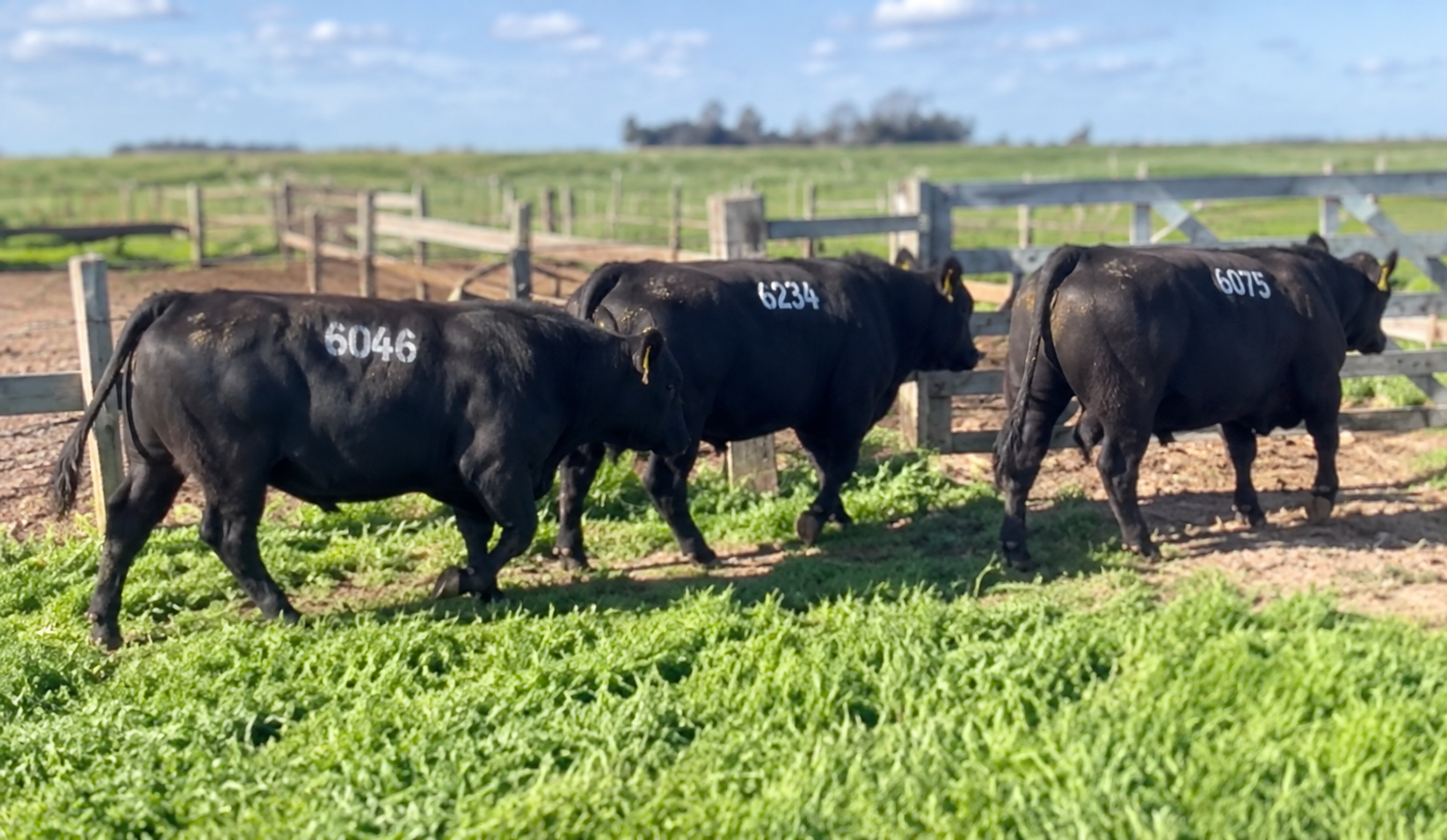 6046 6234 6075 SA – UTU LA CAROLINA – ABEERDEN ANGUS