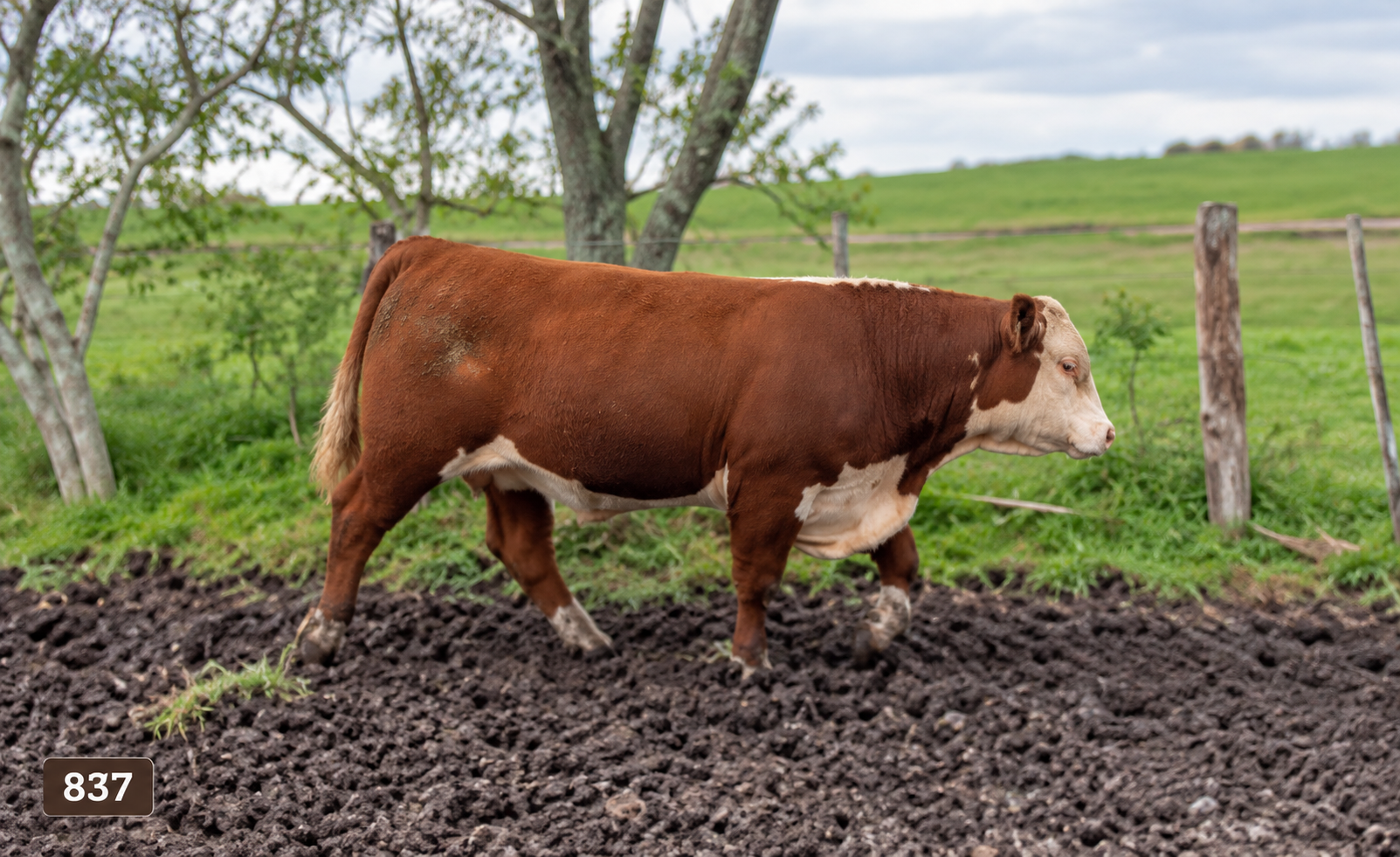 837 PI –  ATALIBA – HEREFORD